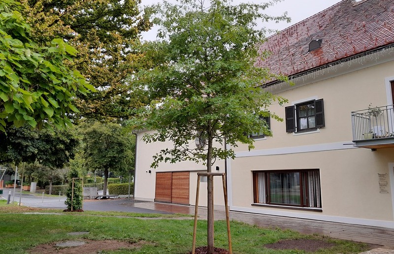 gepflanzt für die Baumpflanz-Challenge